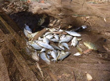 Multiple fish species captured in shallow Martuwarra Fitzroy River floodplain pool Photo Leah Beesley