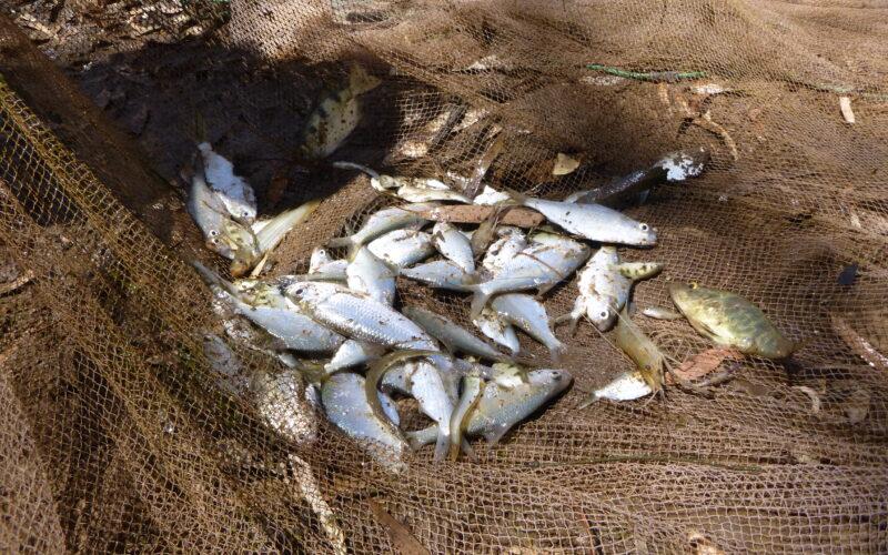 Multiple fish species captured in shallow Martuwarra Fitzroy River floodplain pool Photo Leah Beesley