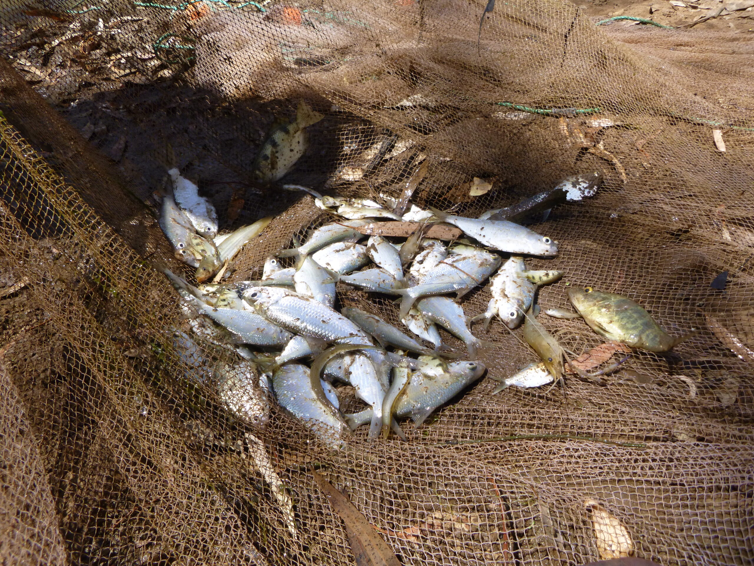 Multiple fish species captured in shallow Martuwarra Fitzroy River floodplain pool Photo Leah Beesley