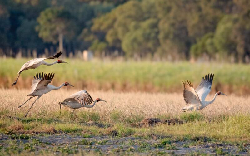 Brolga, Antigone rubicunda, Australian native bird, wetland crane, performing its mating ritual dance