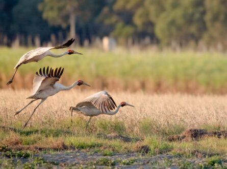 brolga thumb