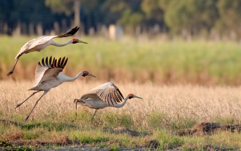 brolga thumb
