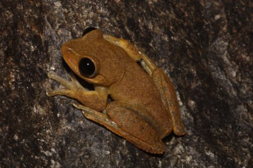 Australian Lace-lid Frog (Litoria dayi). Photo: DH Fischer and Conrad Hoskin.