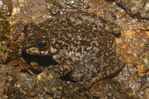 The Waterfall Frog (Litoria nannotis). Photo: DH Fischer and Conrad Hoskin.