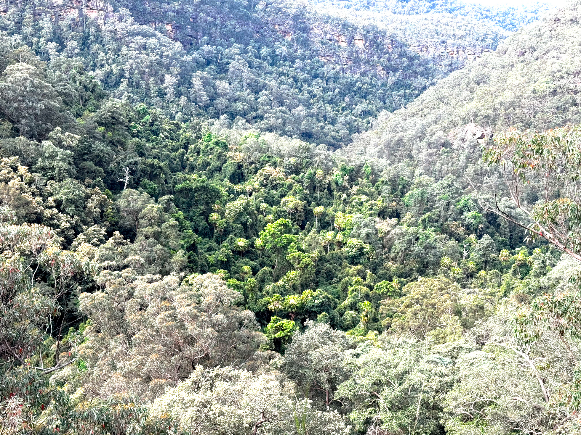 Example of rainforest study site tightly embedded within flammable eucalypt forests