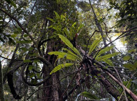 Rainforest_complexity_2