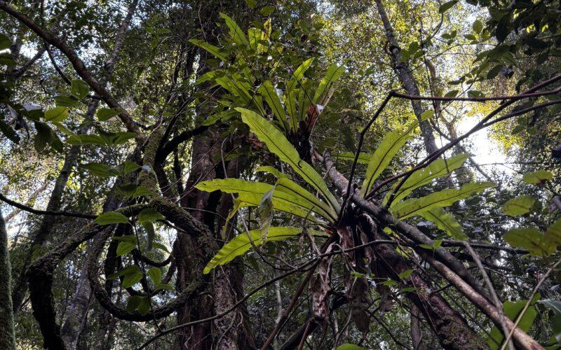 Rainforest_complexity_2