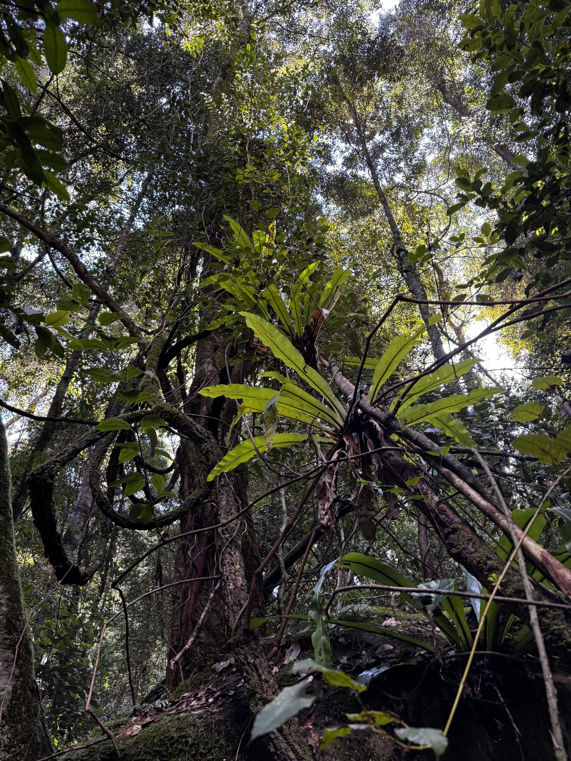 Rainforest_complexity_2