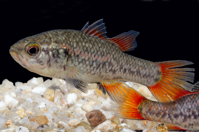 Southern pygmy perch (Nannoperca australis). David Paul Museums Victoria. CC