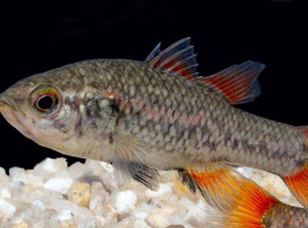 pygmy perch_thumb2