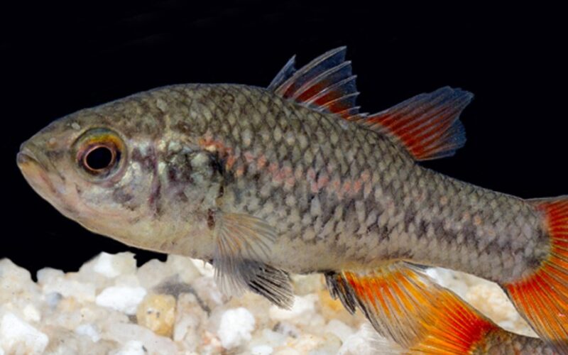 pygmy perch_thumb2