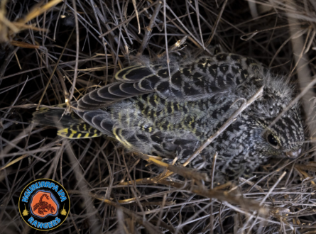 Baby night parrot found by Ngururrpa Rangers. Photo: Salty Davenport