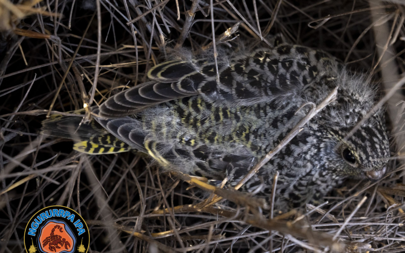 Baby night parrot found by Ngururrpa Rangers. Photo: Salty Davenport
