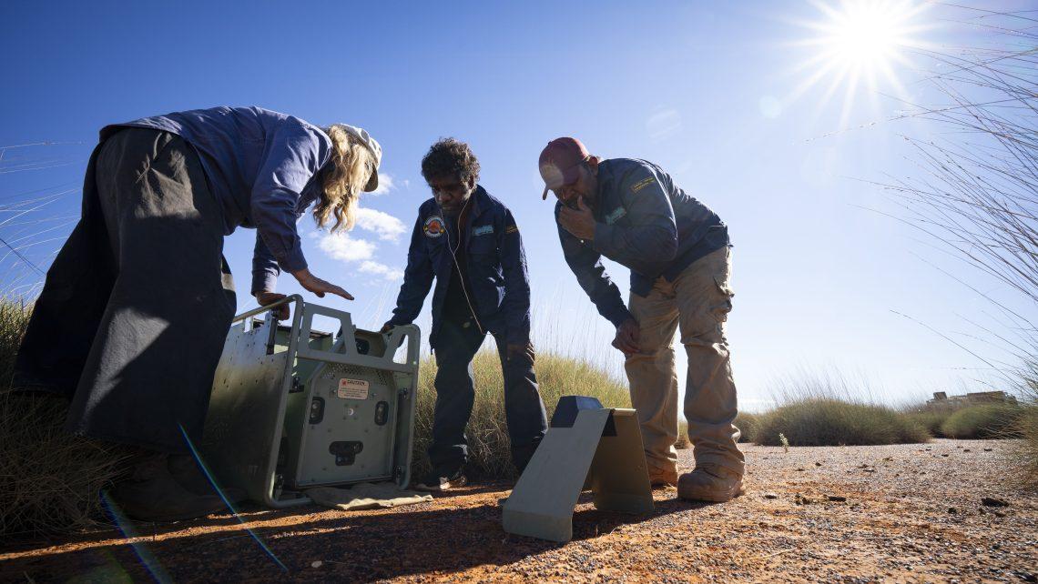 Rachel Paltridge, Clifford Sunfly and Jacob Bradshaw checking a predator control device that shoots poisoned gel at cats. (Photo: Salty Davenport)