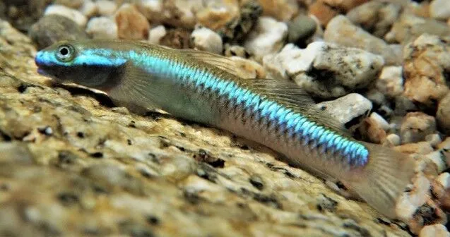 Opal cling gobies are also an facing extinction threat due to habitat degradation. Credit Brendan Ebner
