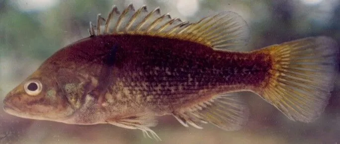 The Bloomfield River cod is among the freshwater fish facing high threat of extinction. 