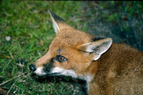 A red fox moving through Booderee National Park. Paul Meek