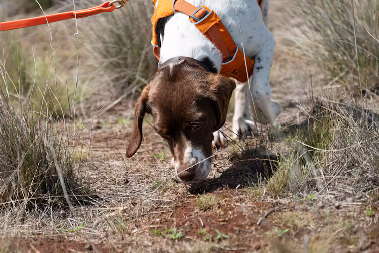 Detection dogs use their keen sense of smell to locate specific plants and animals