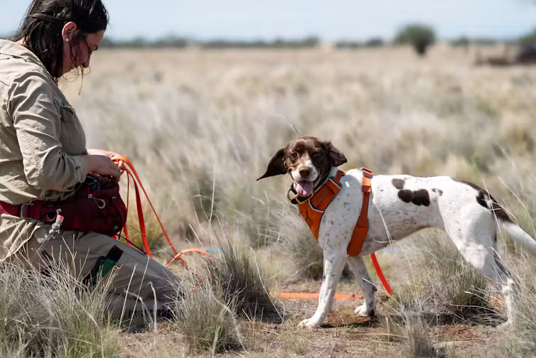 Sugar and Moss are part of a specialist team of dragon dogs.